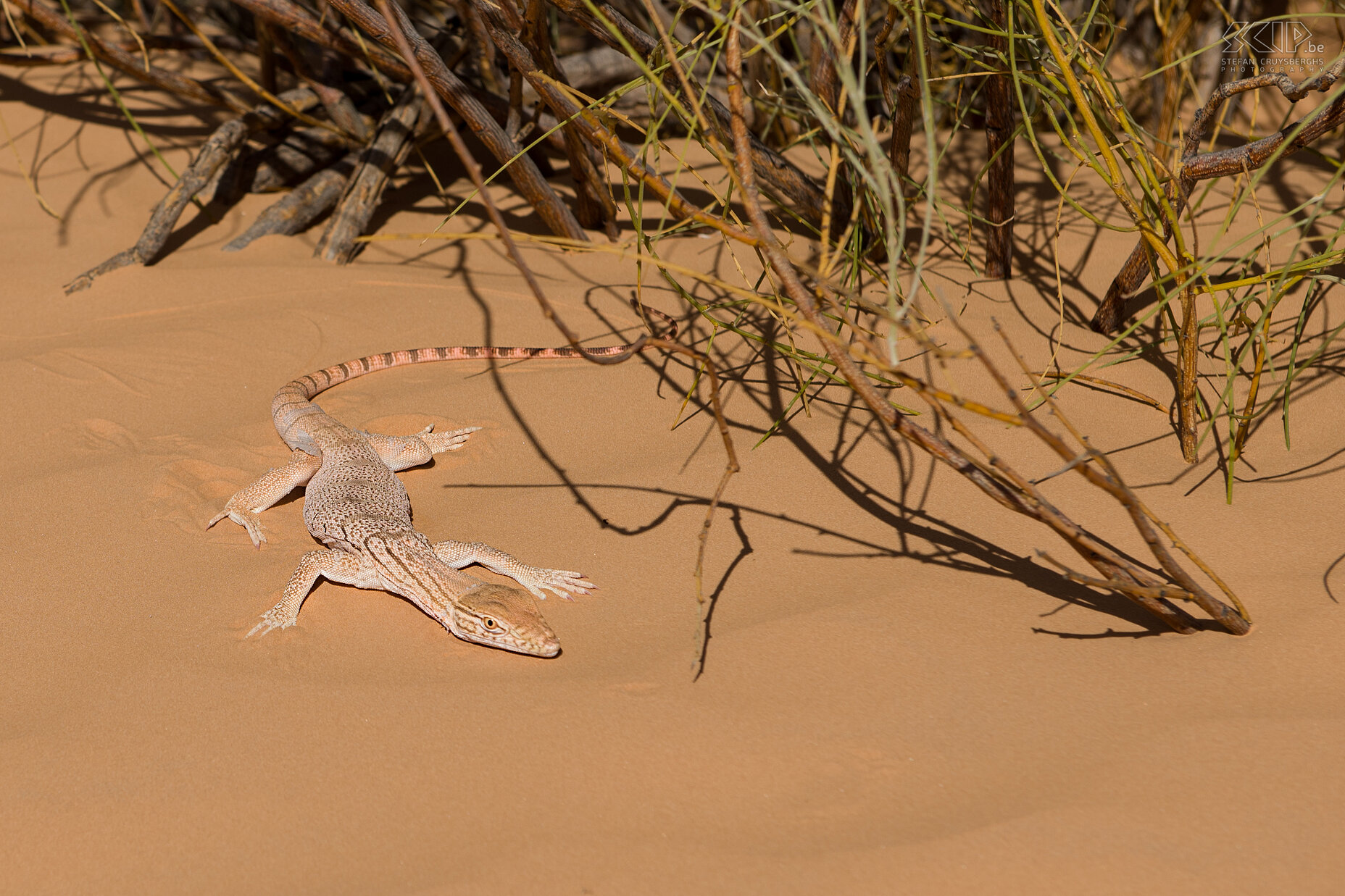 Woestijn varaan Deze woestijn varaan (Varanus griseus) is een van de grootste hagedissen in de Sahara.<br />
 Stefan Cruysberghs